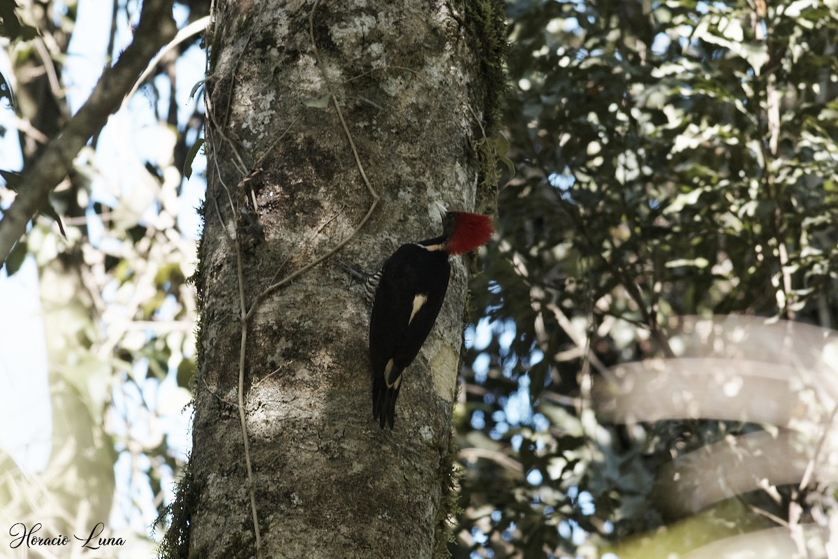 Helmeted Woodpecker - Horacio Luna