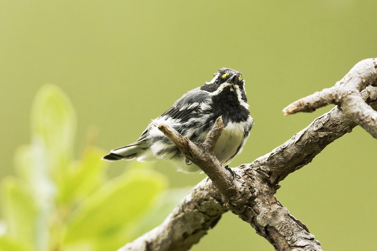 Black-throated Gray Warbler - ML601335851