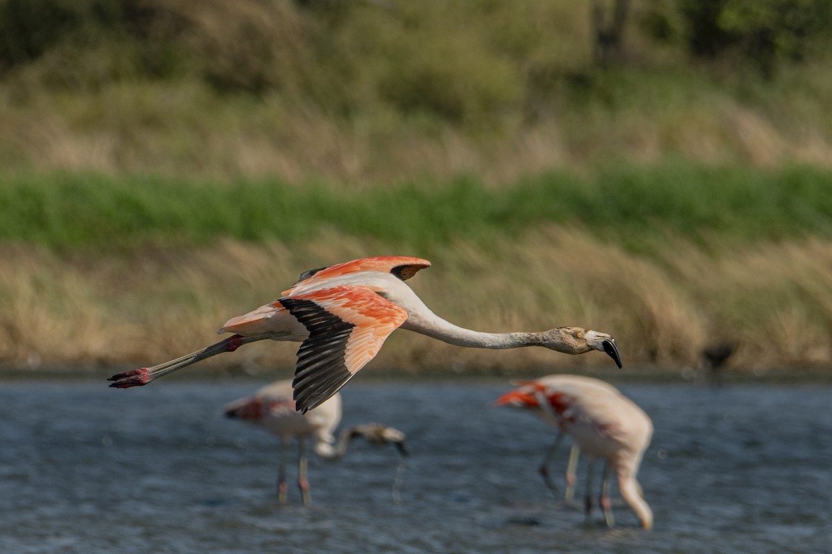 Chilean Flamingo - ML601336881