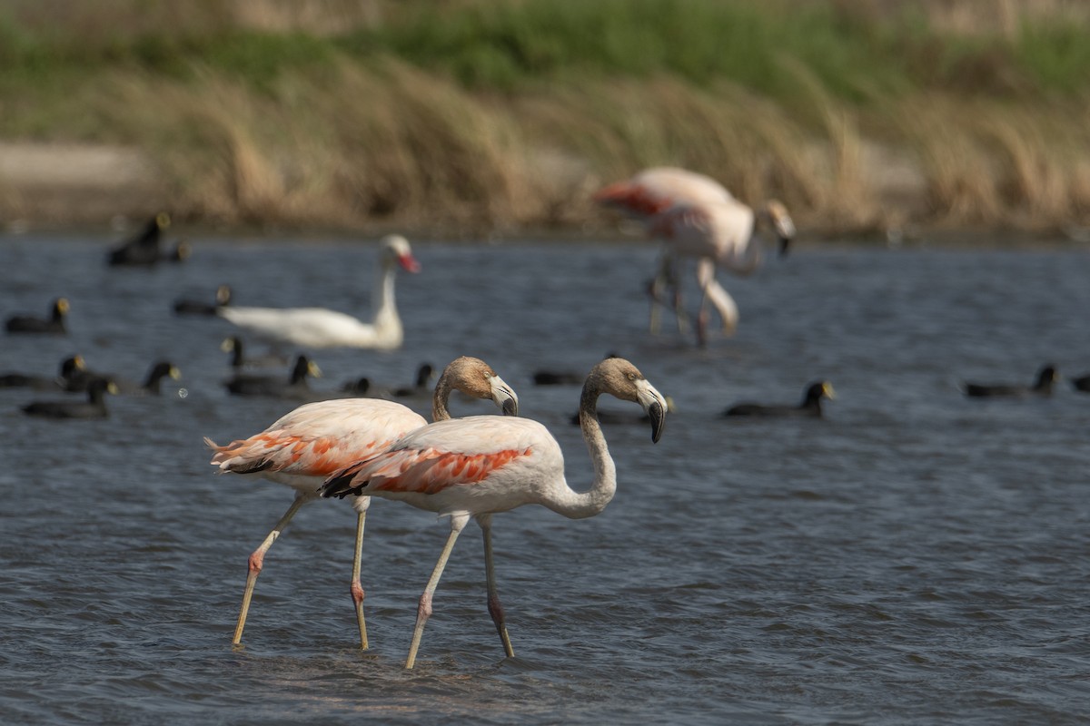 Chilean Flamingo - ML601336941