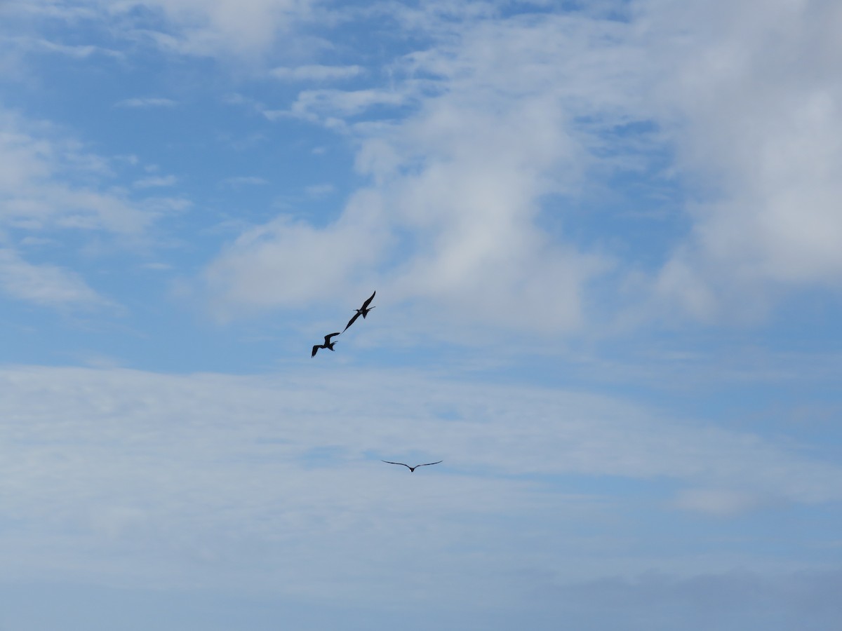 Magnificent Frigatebird - ML601337431
