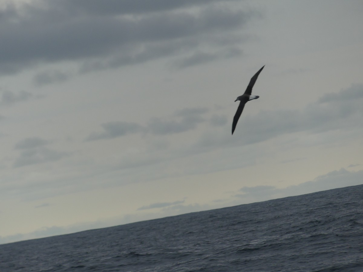 Atlantic/Indian Yellow-nosed Albatross - ML601339051