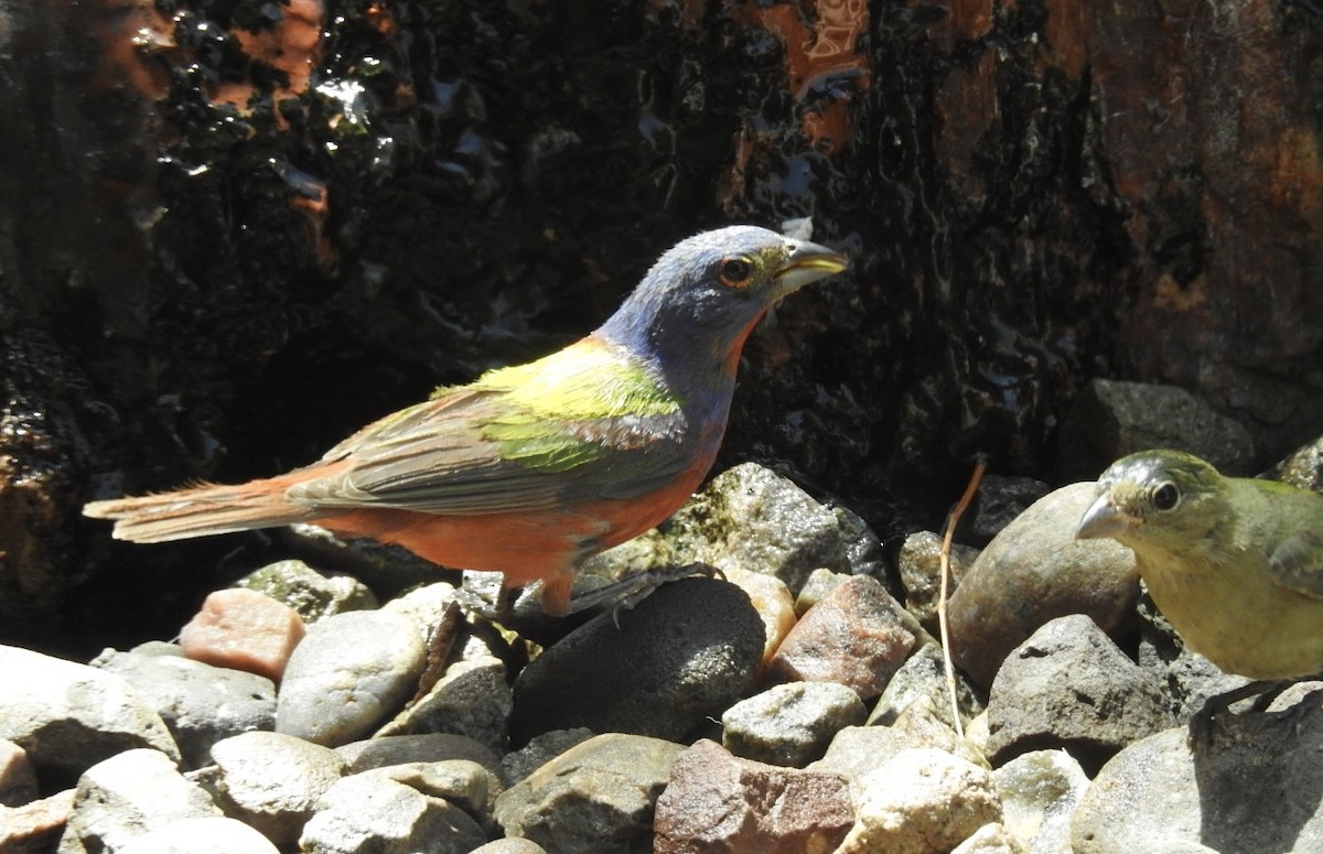 Painted Bunting - ML601339301