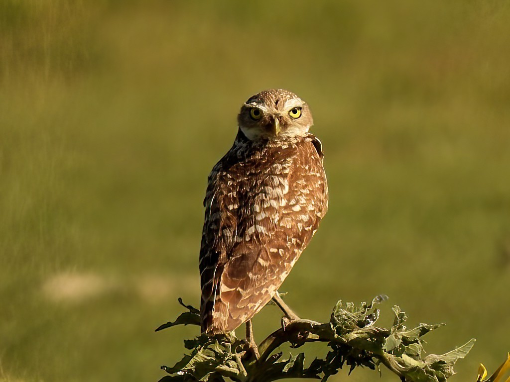 Burrowing Owl - Steve Bielamowicz