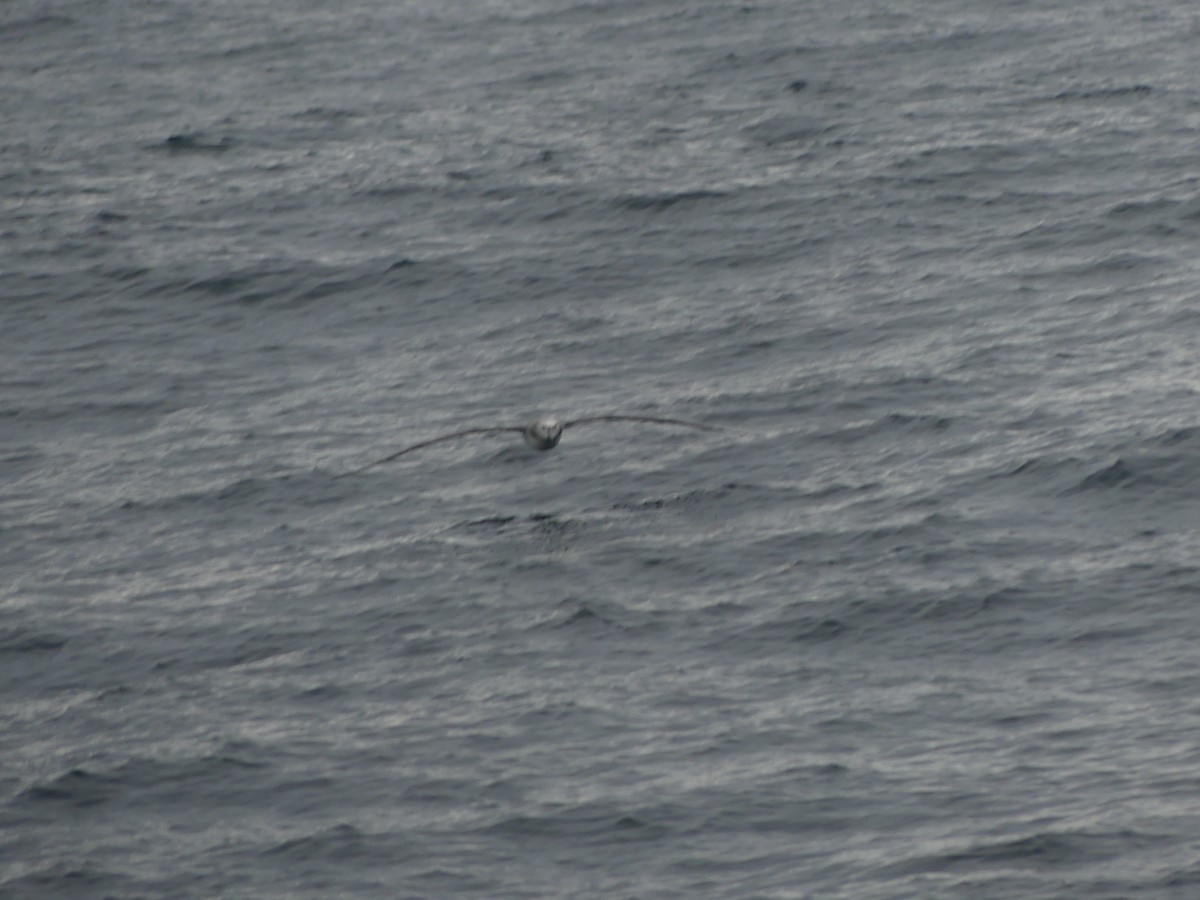 Atlantic/Indian Yellow-nosed Albatross - ML601340181