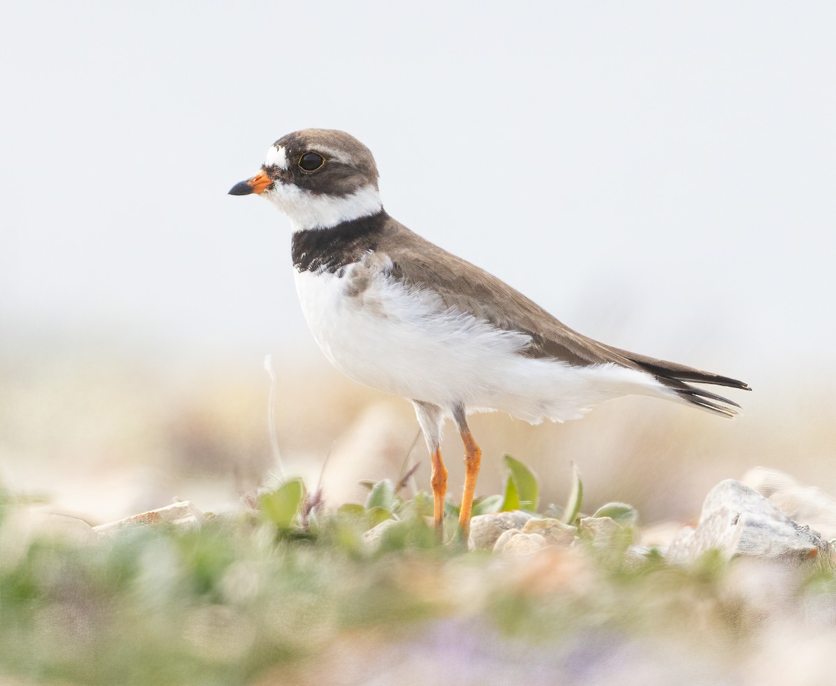 Semipalmated Plover - ML601340651