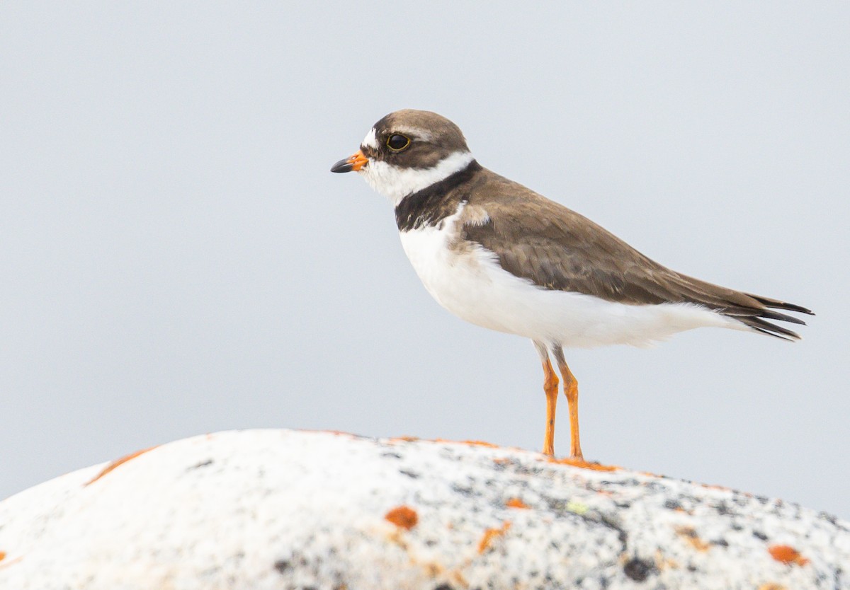 Semipalmated Plover - ML601340661