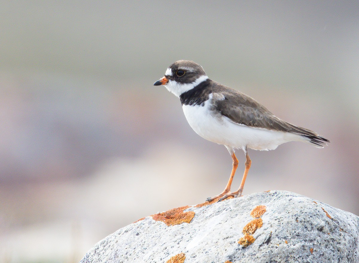 Semipalmated Plover - ML601340711