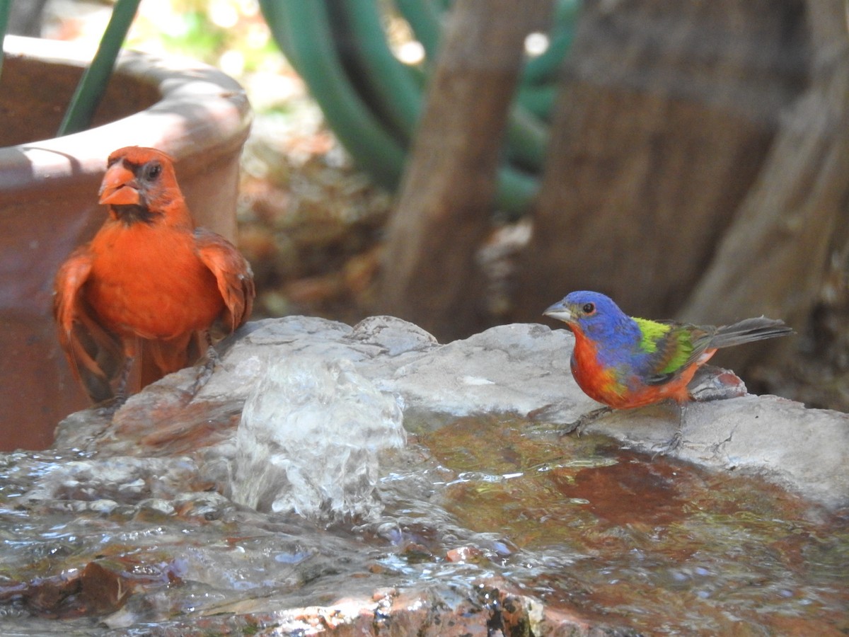 Painted Bunting - ML601340901