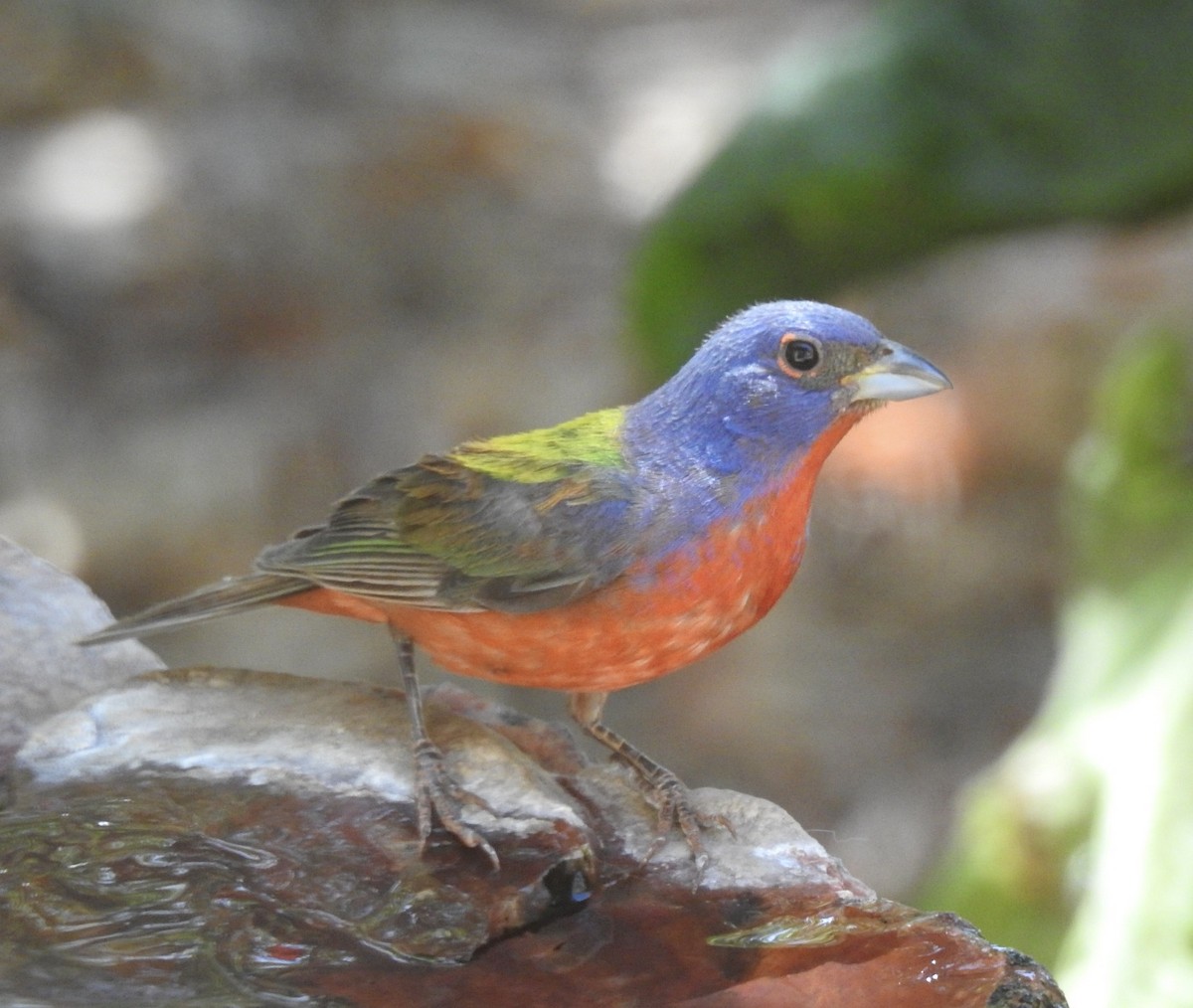 Painted Bunting - ML601340911