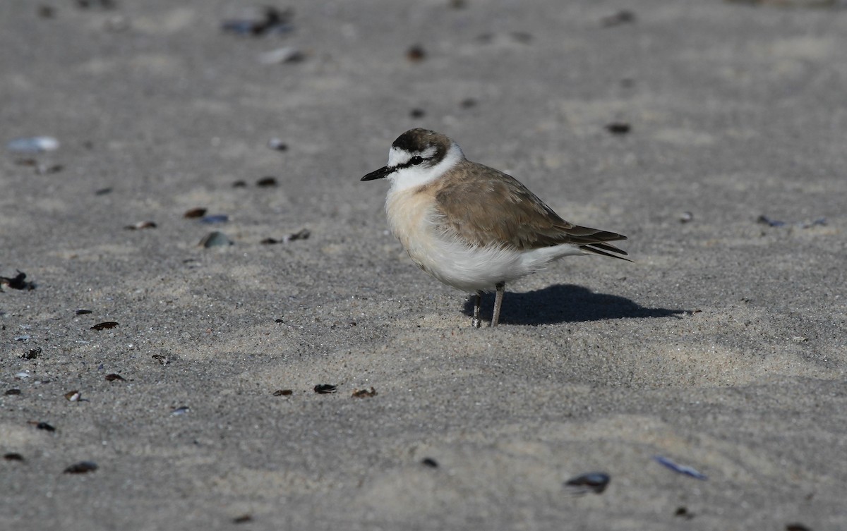 White-fronted Plover - ML601343641