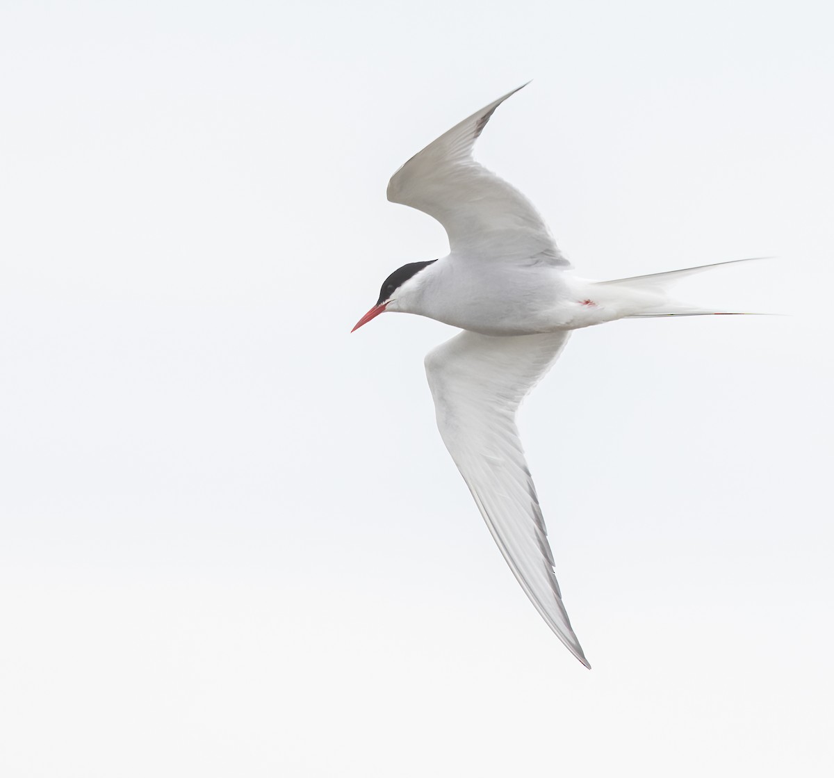 Arctic Tern - Caroline Lambert
