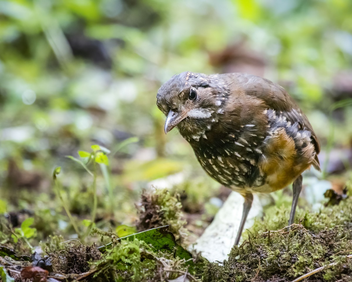 Moustached Antpitta - ML601349551
