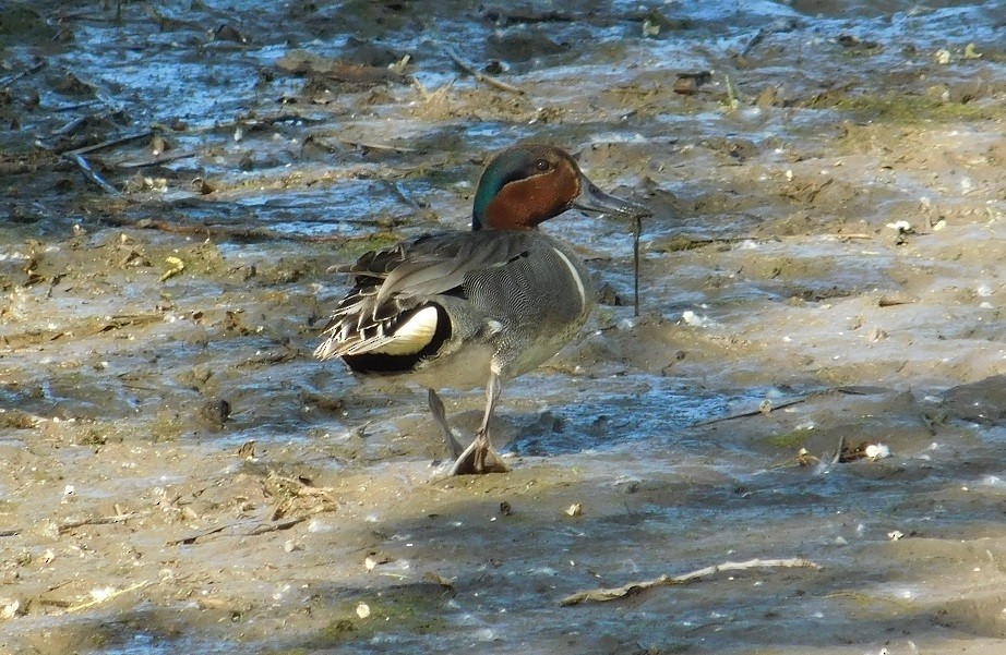 Green-winged Teal - ML60135181