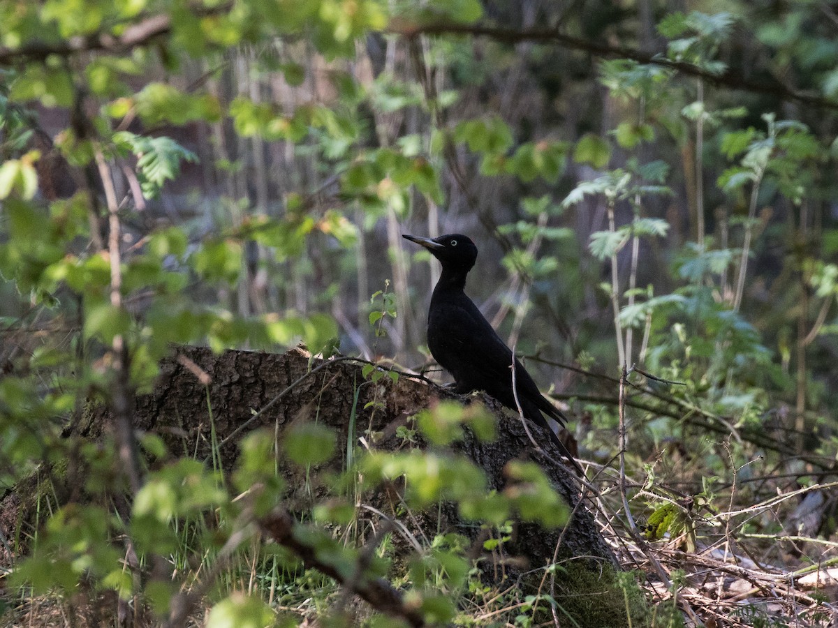 Black Woodpecker - ML601351931