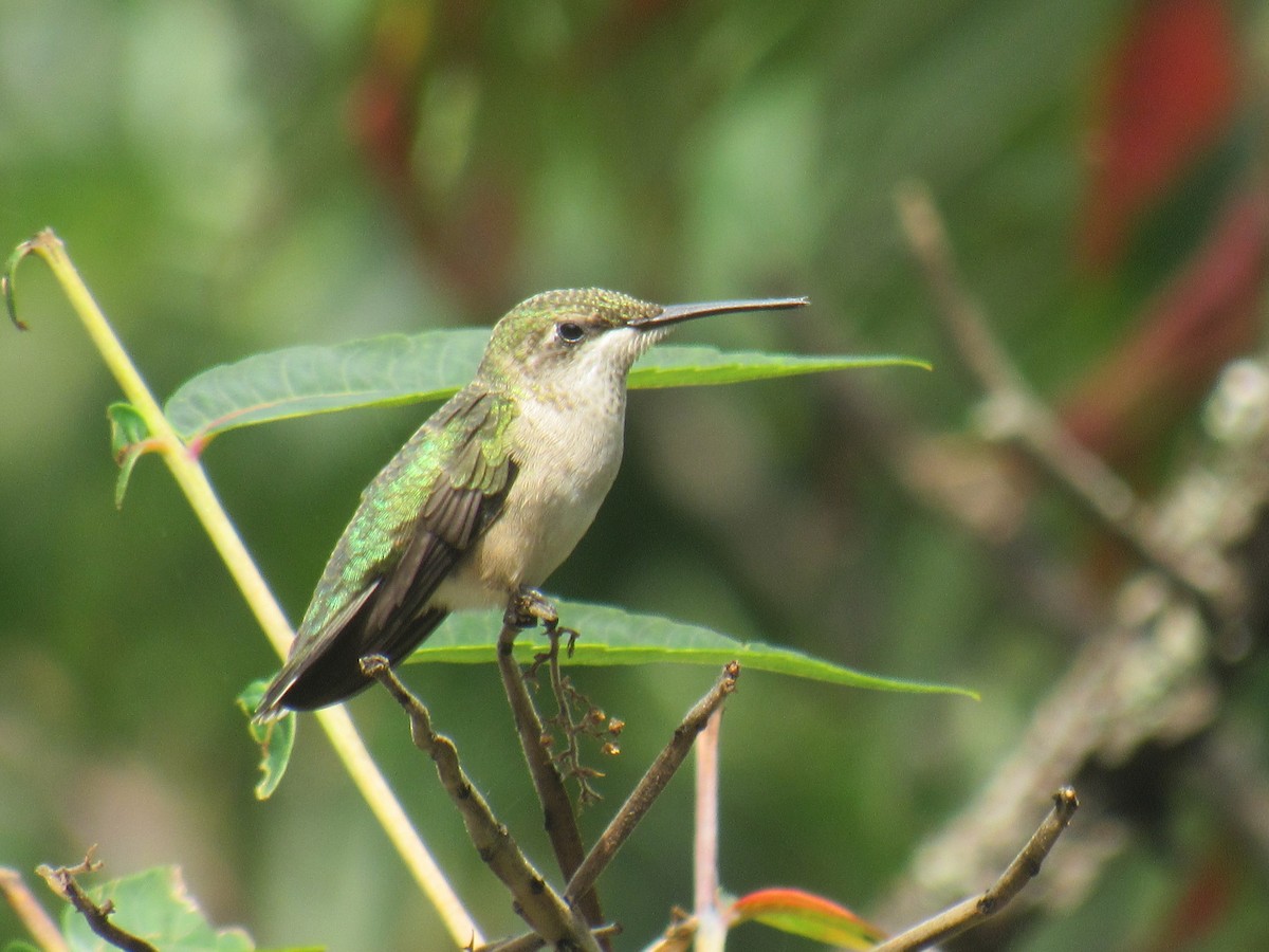 Ruby-throated Hummingbird - ML601354741