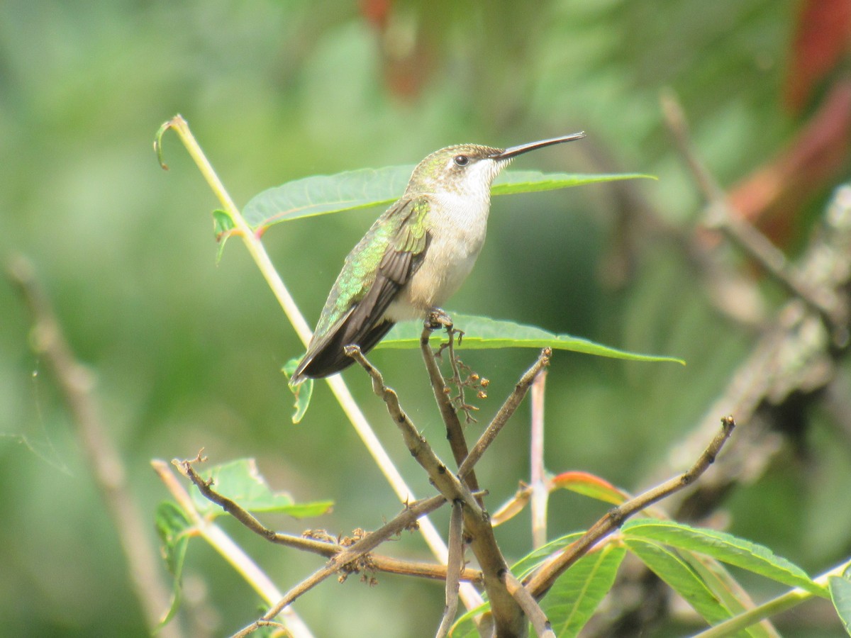 Ruby-throated Hummingbird - ML601354751