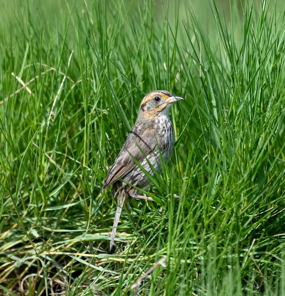 Saltmarsh Sparrow - ML601355641