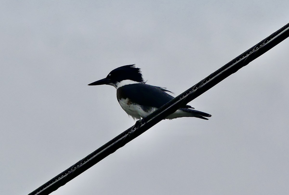 Belted Kingfisher - ML601357391
