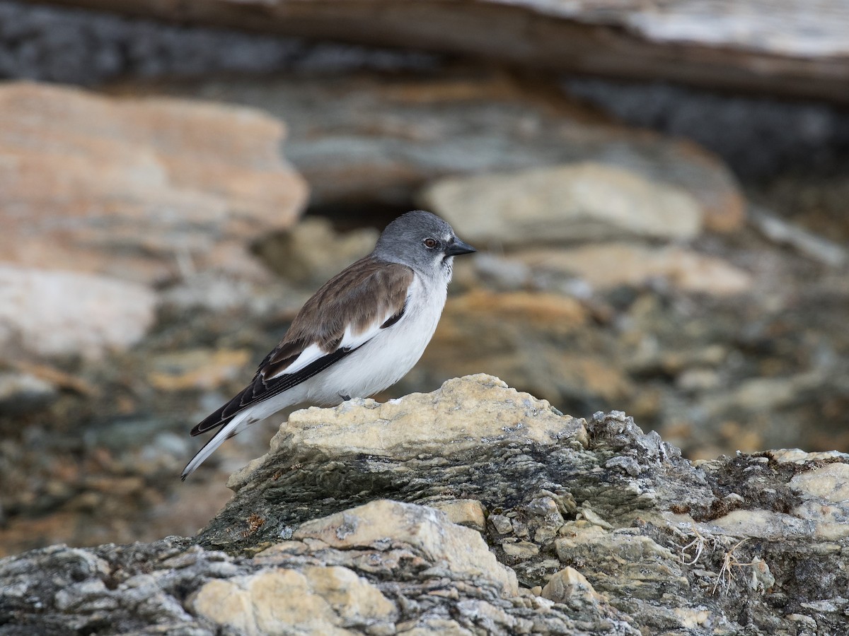 White-winged Snowfinch - ML601360381