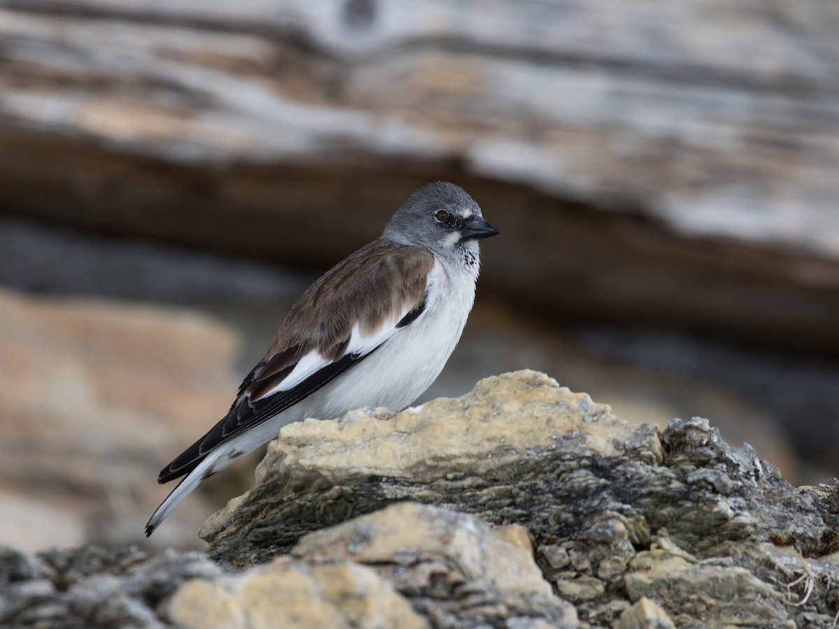 White-winged Snowfinch - ML601360391
