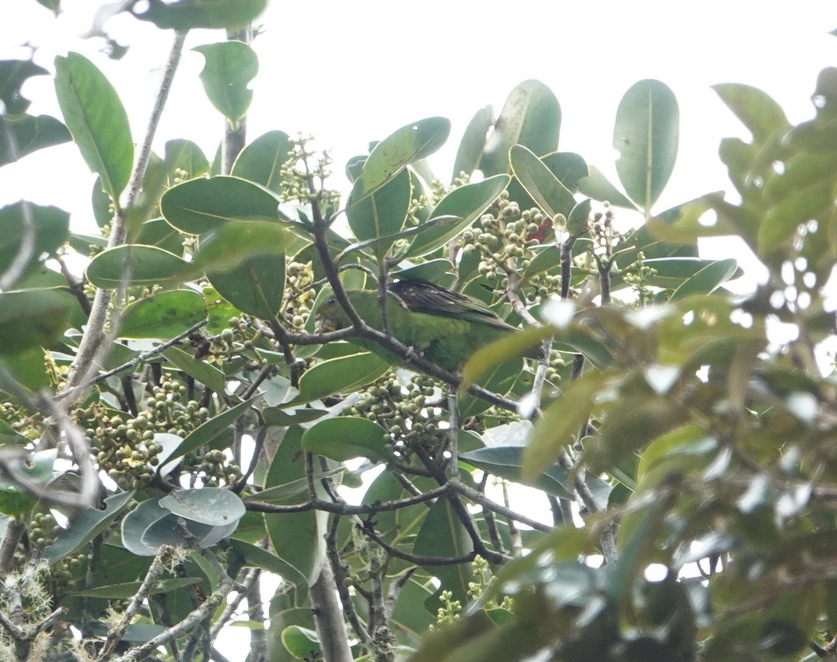 papoušík hnědokřídlý - ML601361131