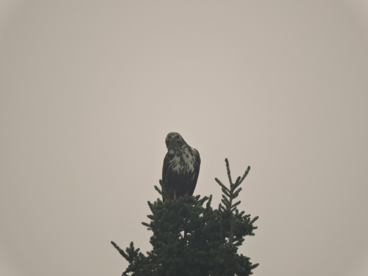 Red-tailed Hawk (Harlan's) - Nick Newberry