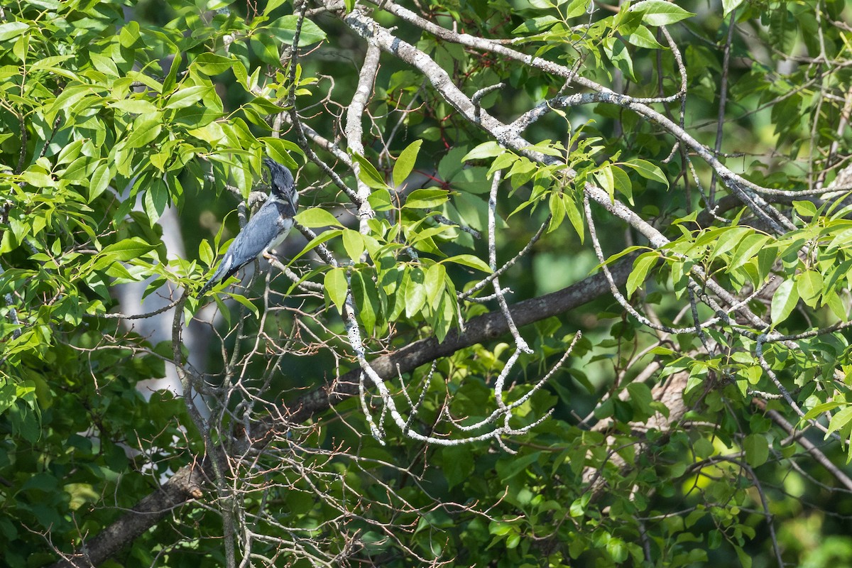 Belted Kingfisher - ML601366811