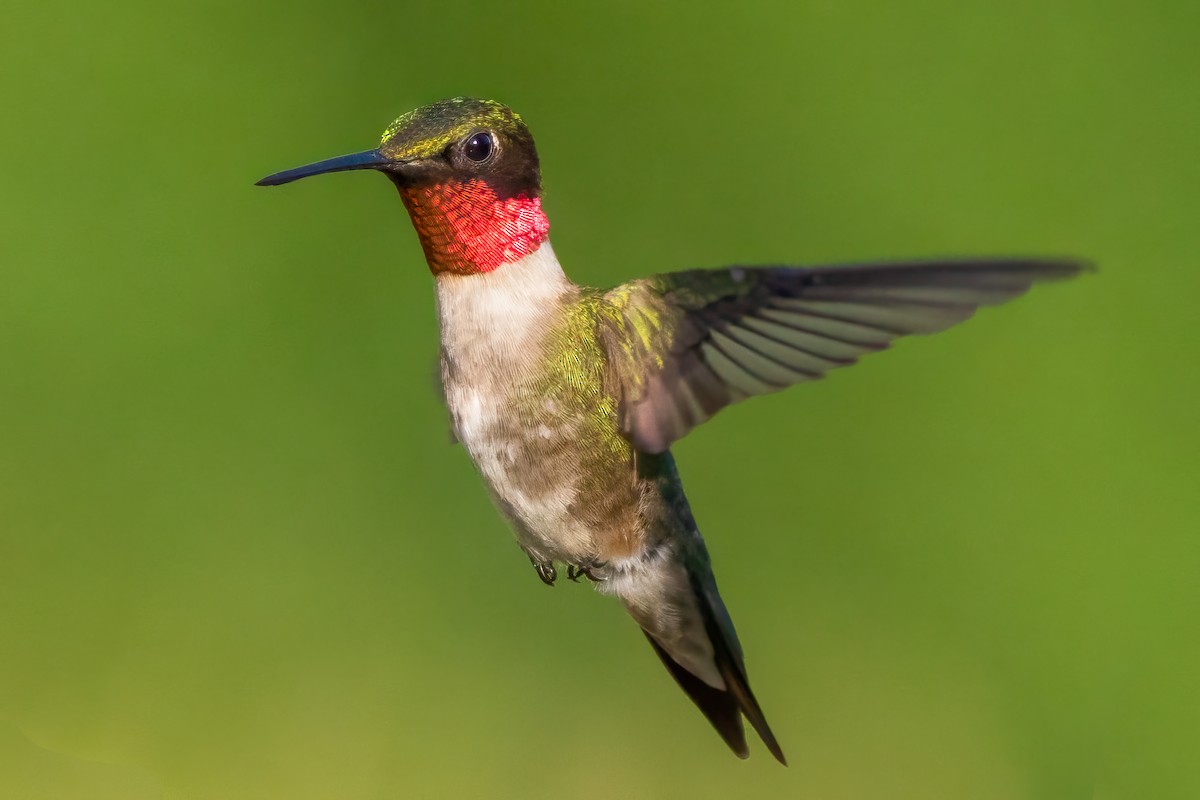 Ruby-throated Hummingbird - Harris Stein