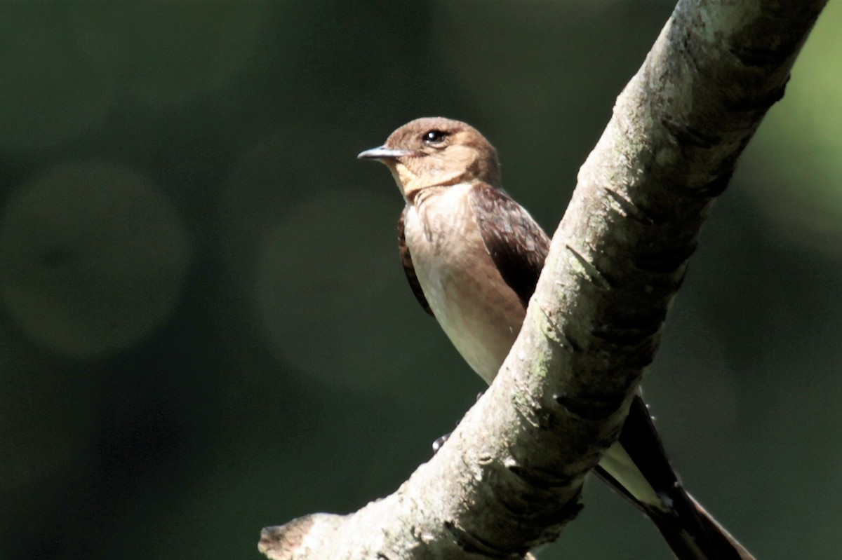 Southern Rough-winged Swallow - ML601368271