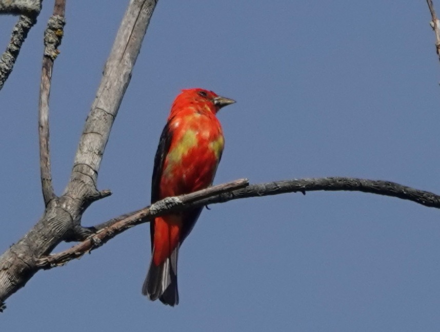 Scarlet Tanager - ML601368891