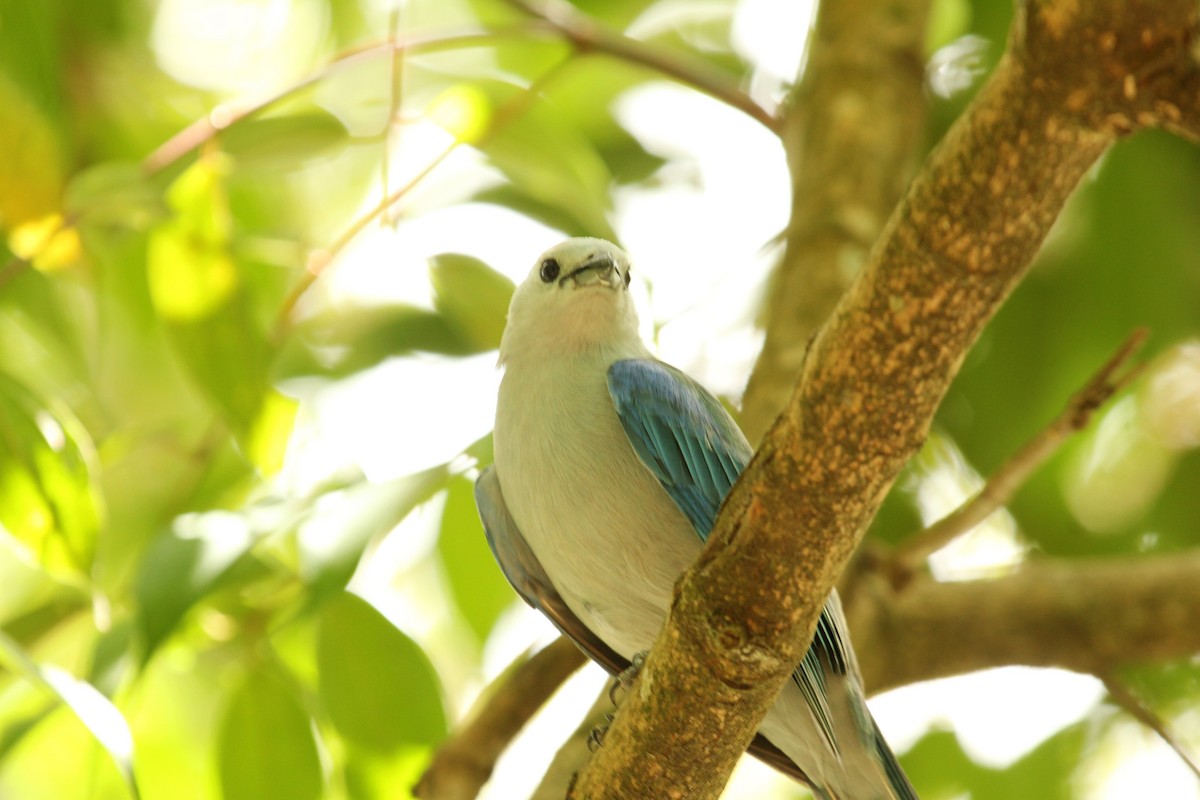 Blue-gray Tanager - ML601368941