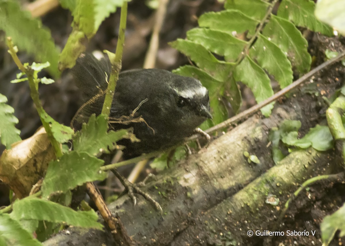 Silvery-fronted Tapaculo - ML60136931