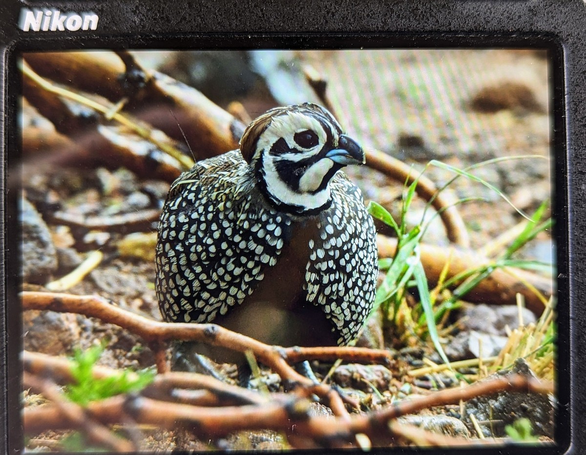 EBird Checklist - 7 Aug 2023 - Ash Canyon Bird Sanctuary (closed ...