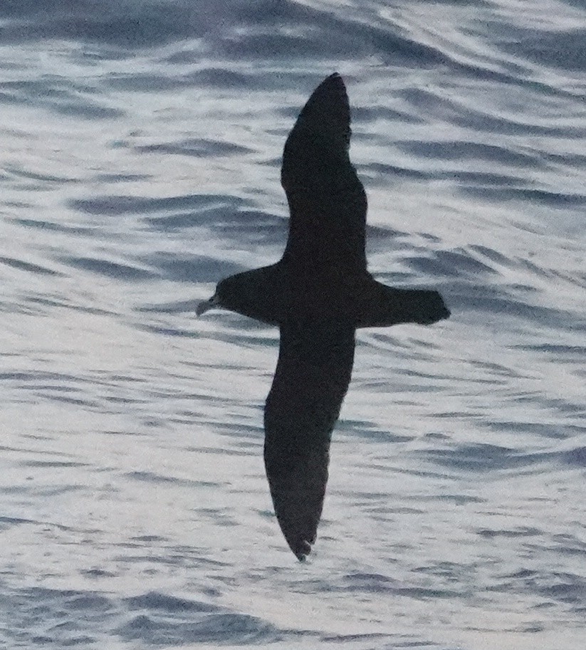 White-chinned Petrel - Sue Hacking