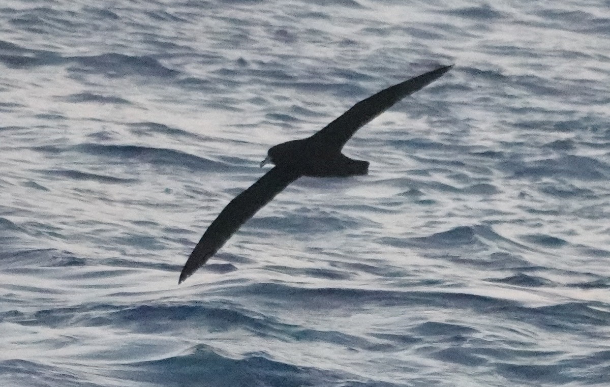 White-chinned Petrel - Sue Hacking