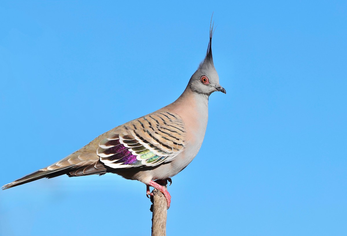 Crested Pigeon - ML601380731