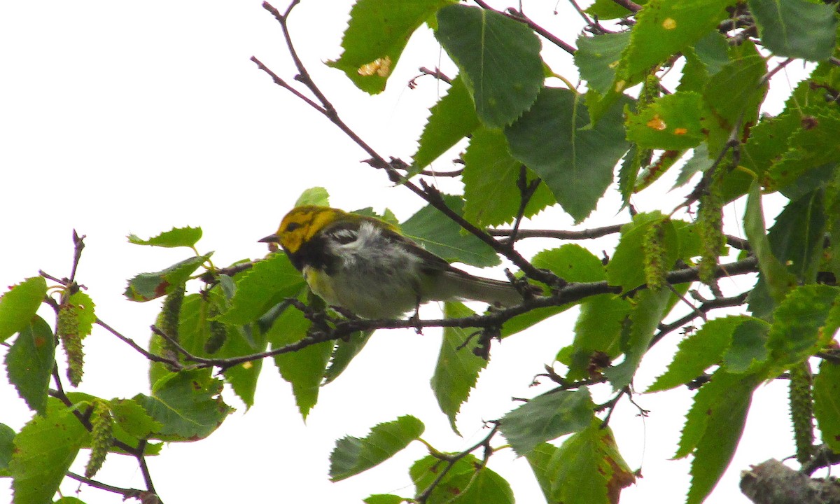 Black-throated Green Warbler - ML601382571