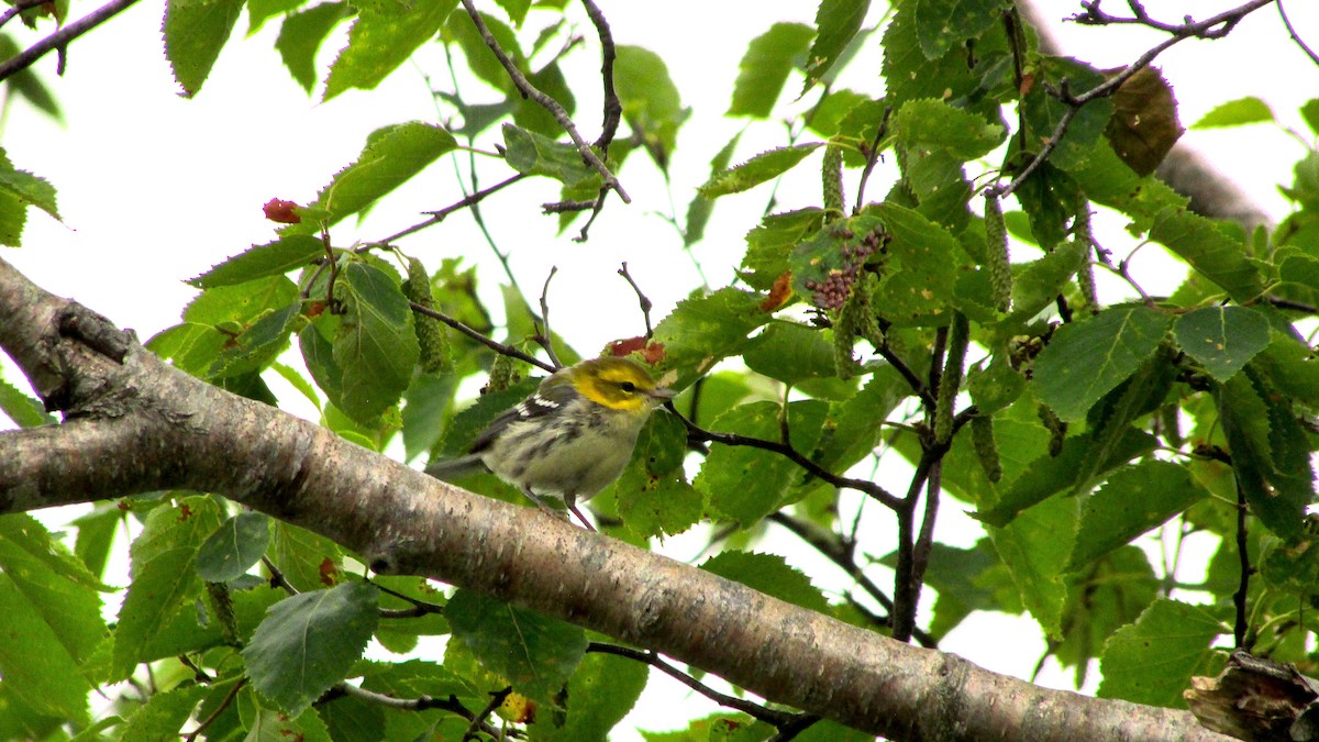 Black-throated Green Warbler - ML601382591