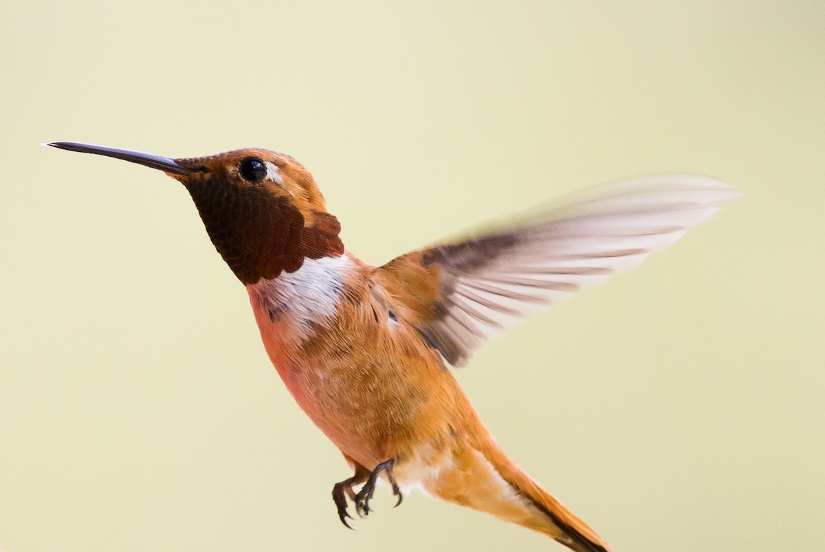 Rufous Hummingbird - ML601389381