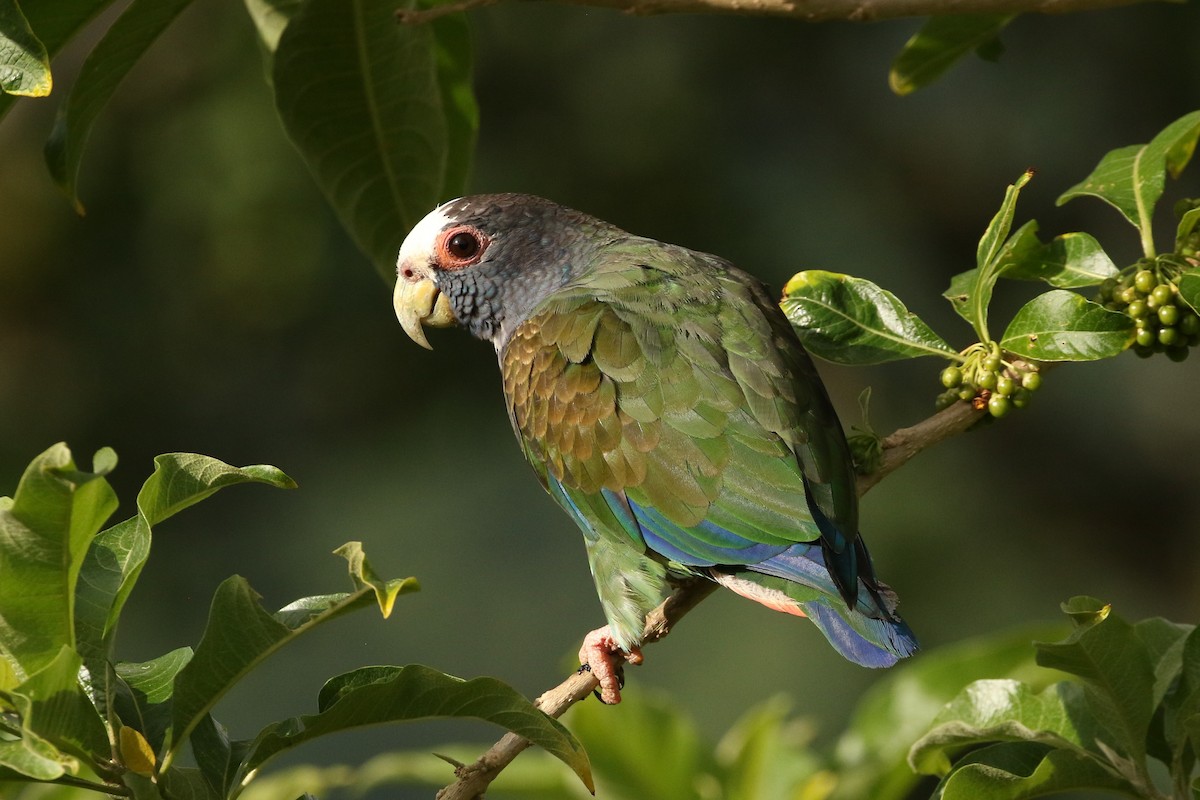White-crowned Parrot - ML601390041