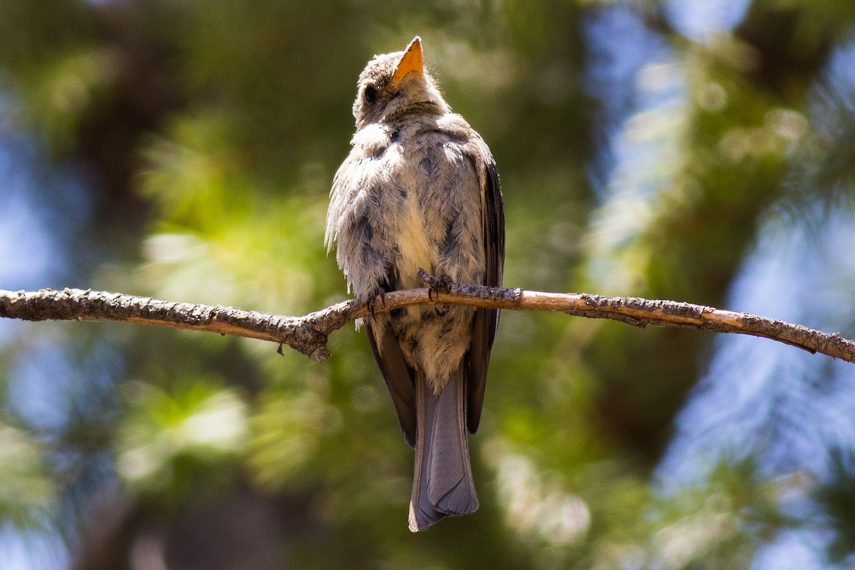 Greater Pewee - ML601390091