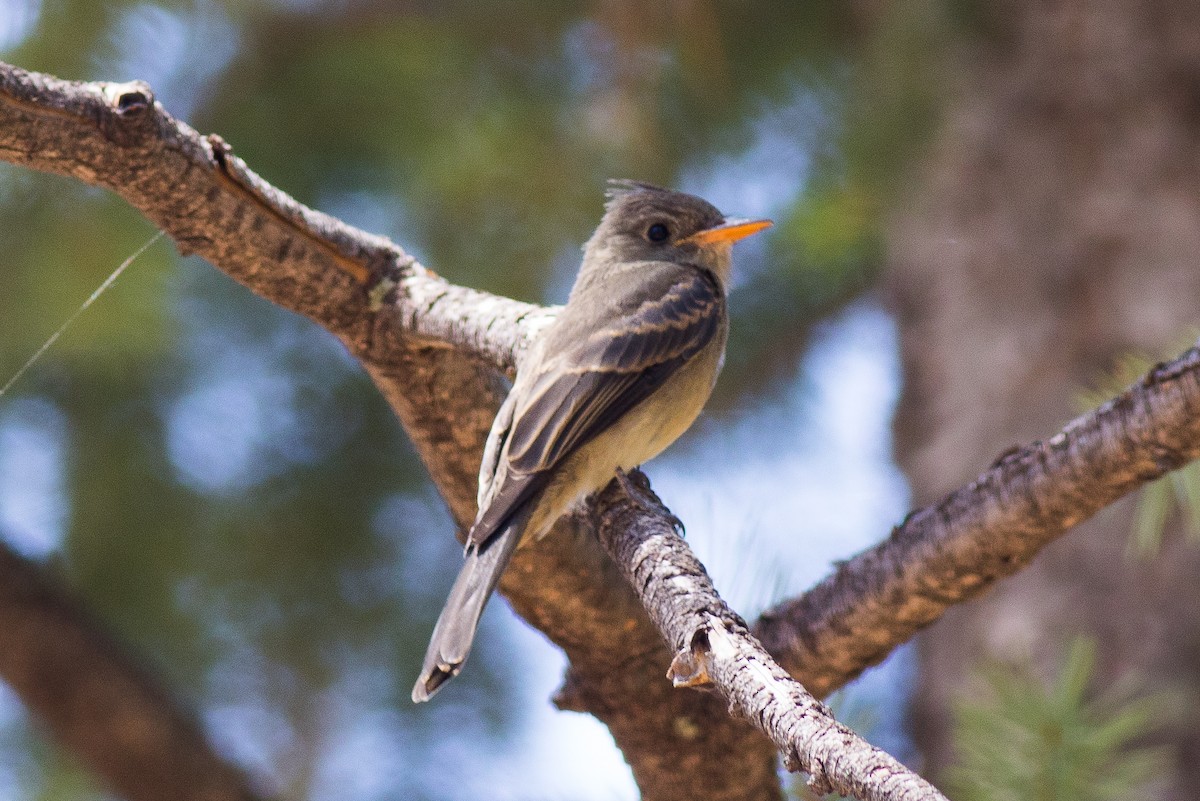 Greater Pewee - ML601390101