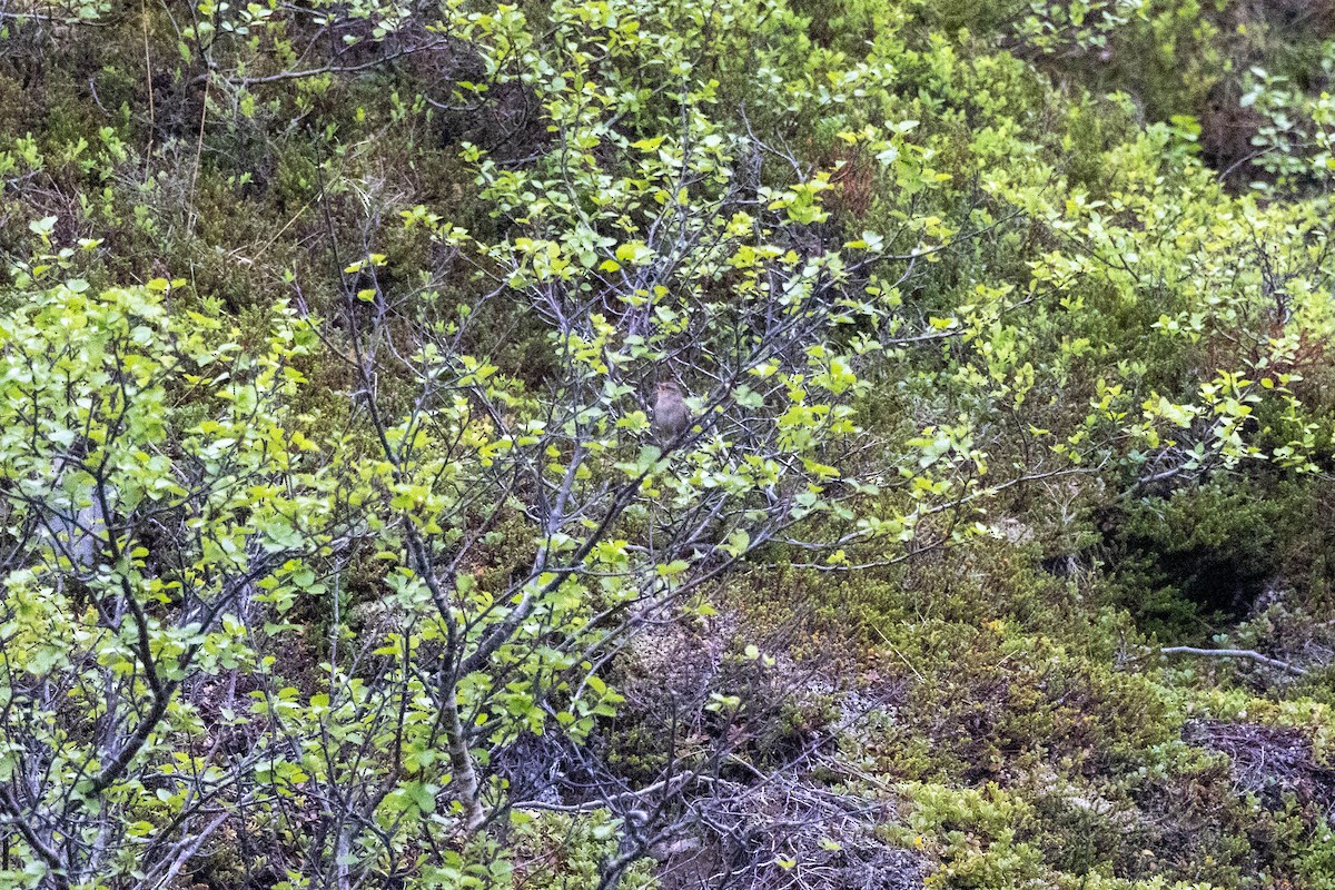 Eurasian Wren (Iceland) - ML601397141