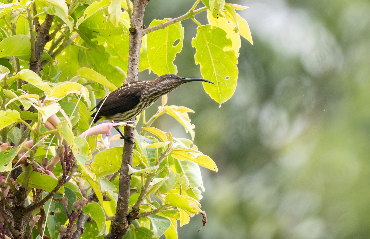 Whitehead's Spiderhunter - Forest Botial-Jarvis