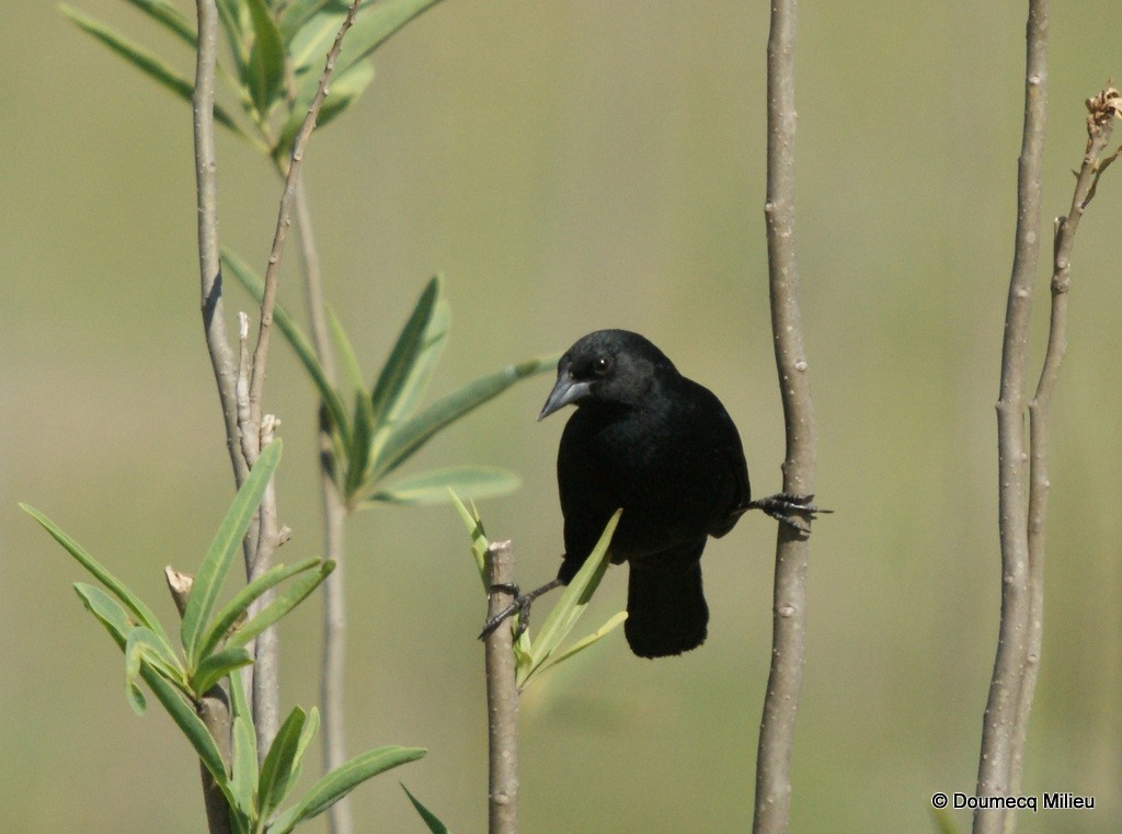 Unicolored Blackbird - ML60141021