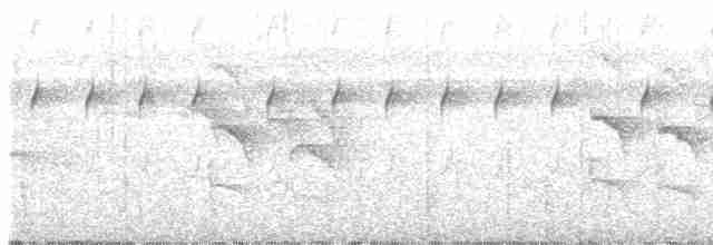 Weißflanken-Ameisenschlüpfer - ML601410731