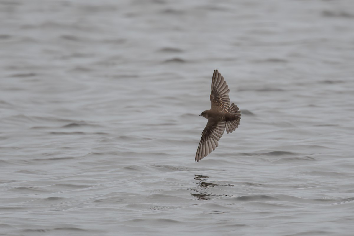 Northern Rough-winged Swallow - Derek Rogers