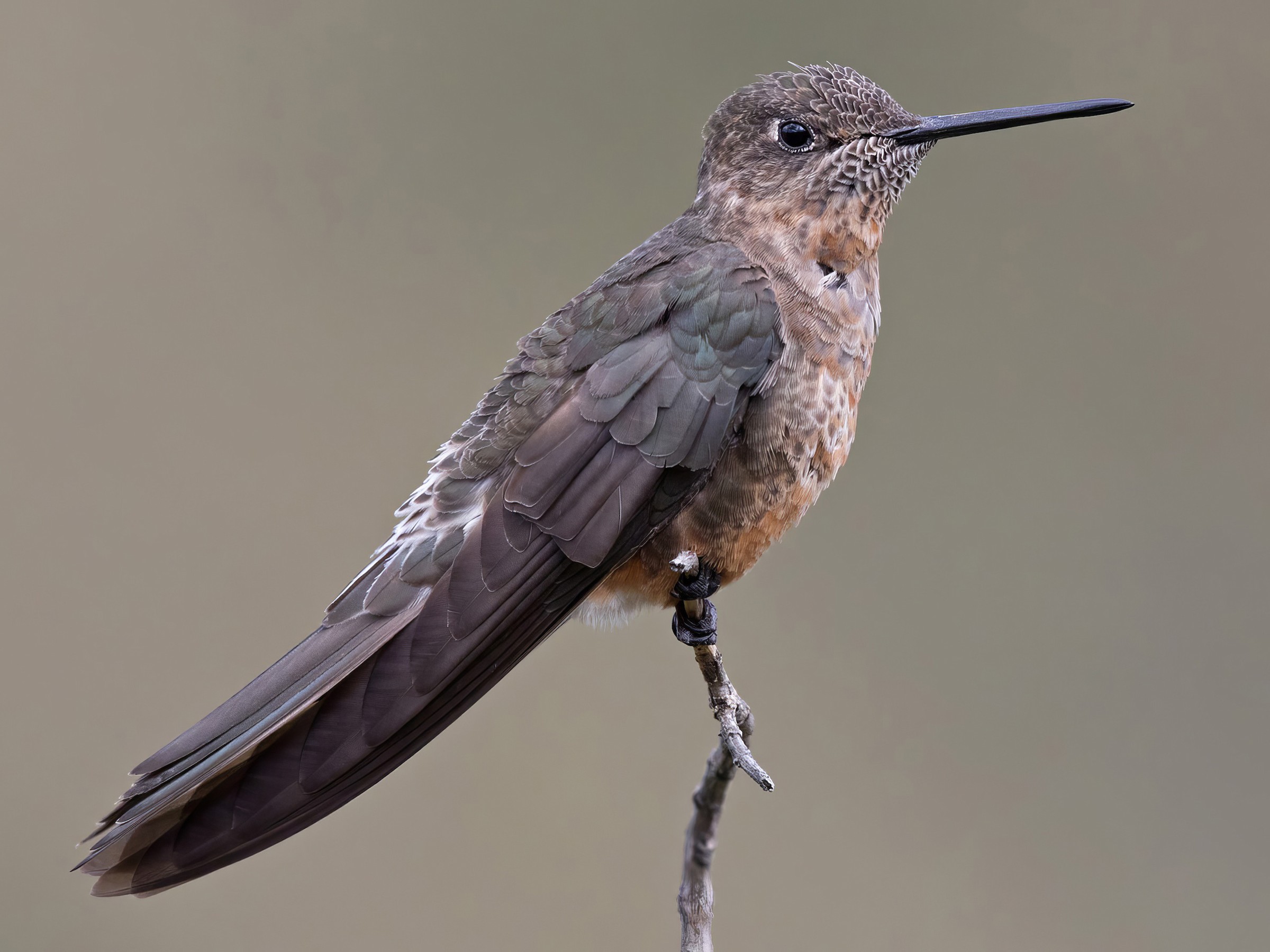 A photo of a giant hummingbird perched on a twig.