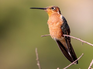  - Giant Hummingbird